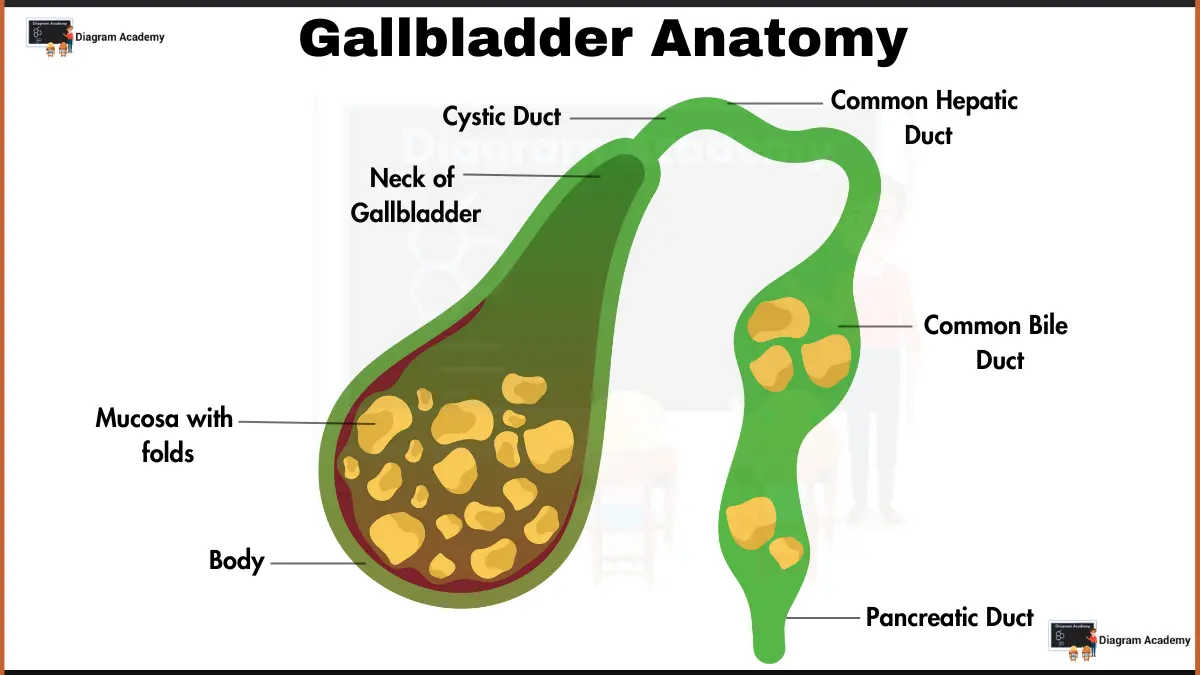 Image showing Human Gallbladder Anatomy Diagram with Labells