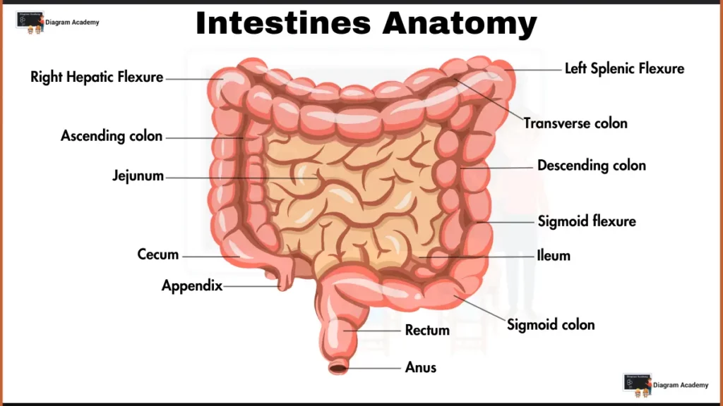 Image showing Human Intestines Anatomy Diagram with Labells