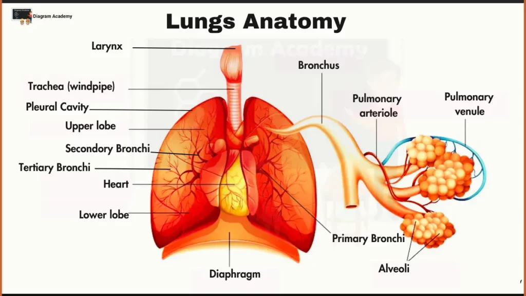 Image showing Human Lungs Anatomy Diagram with Labells