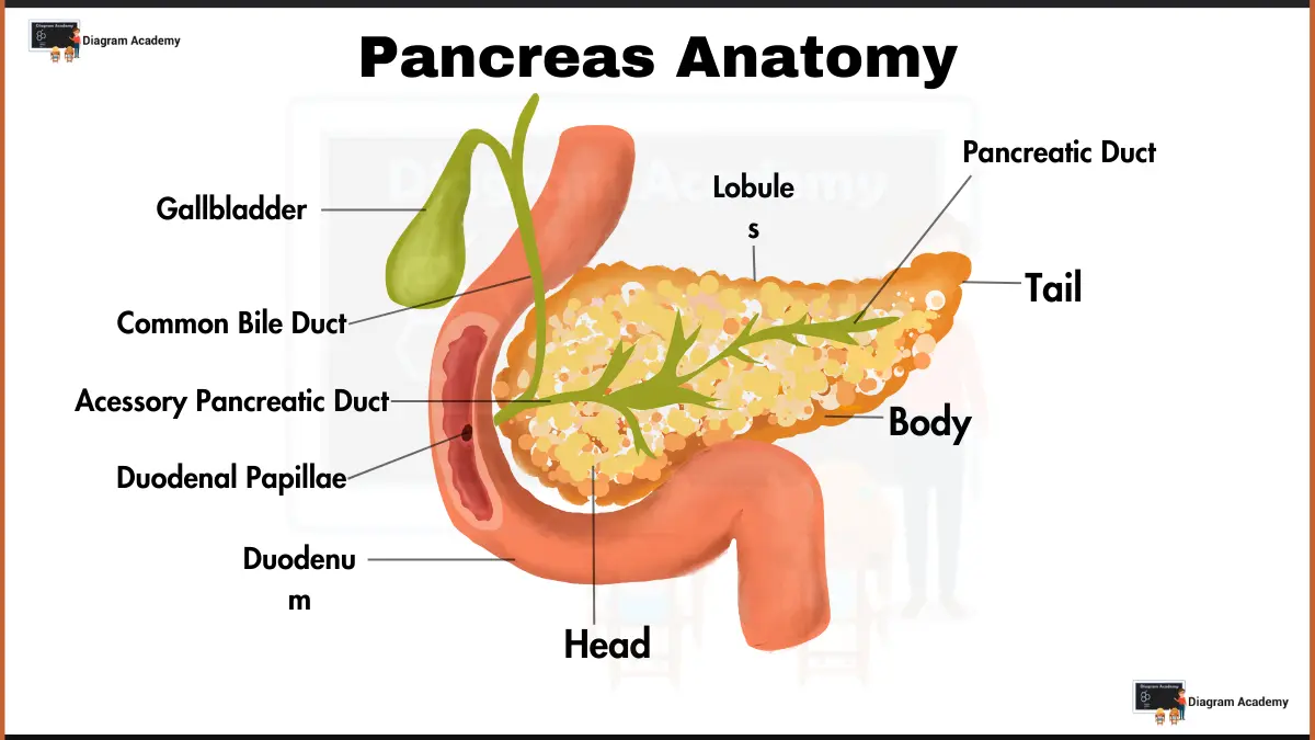 Image showing Human Pancreas Anatomy Diagram with Labells