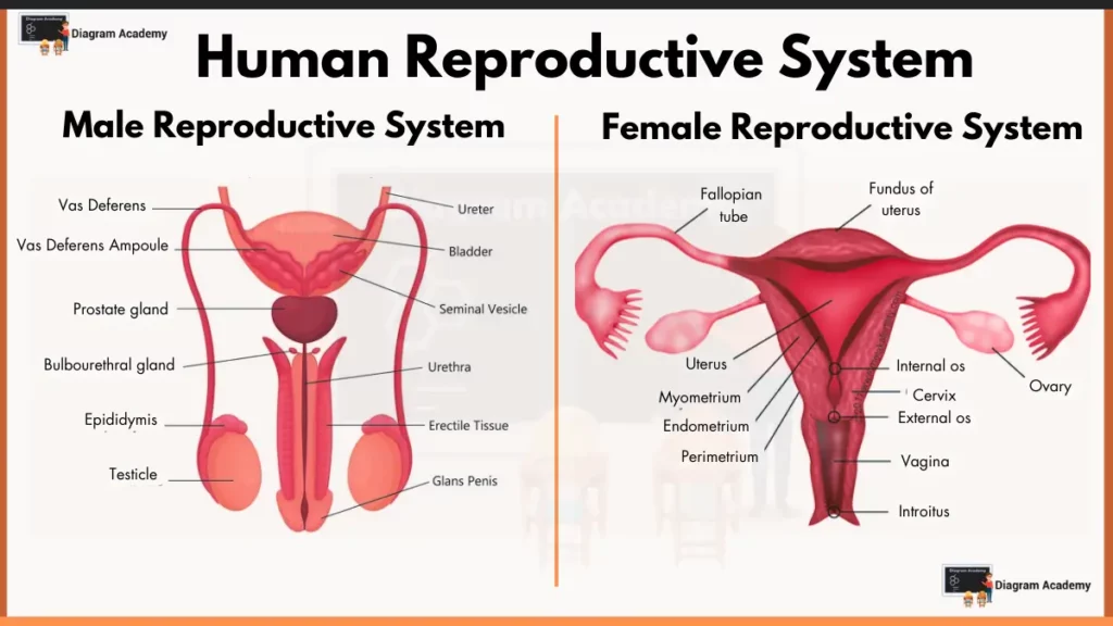 Image showing Human Reproductive System Diagram