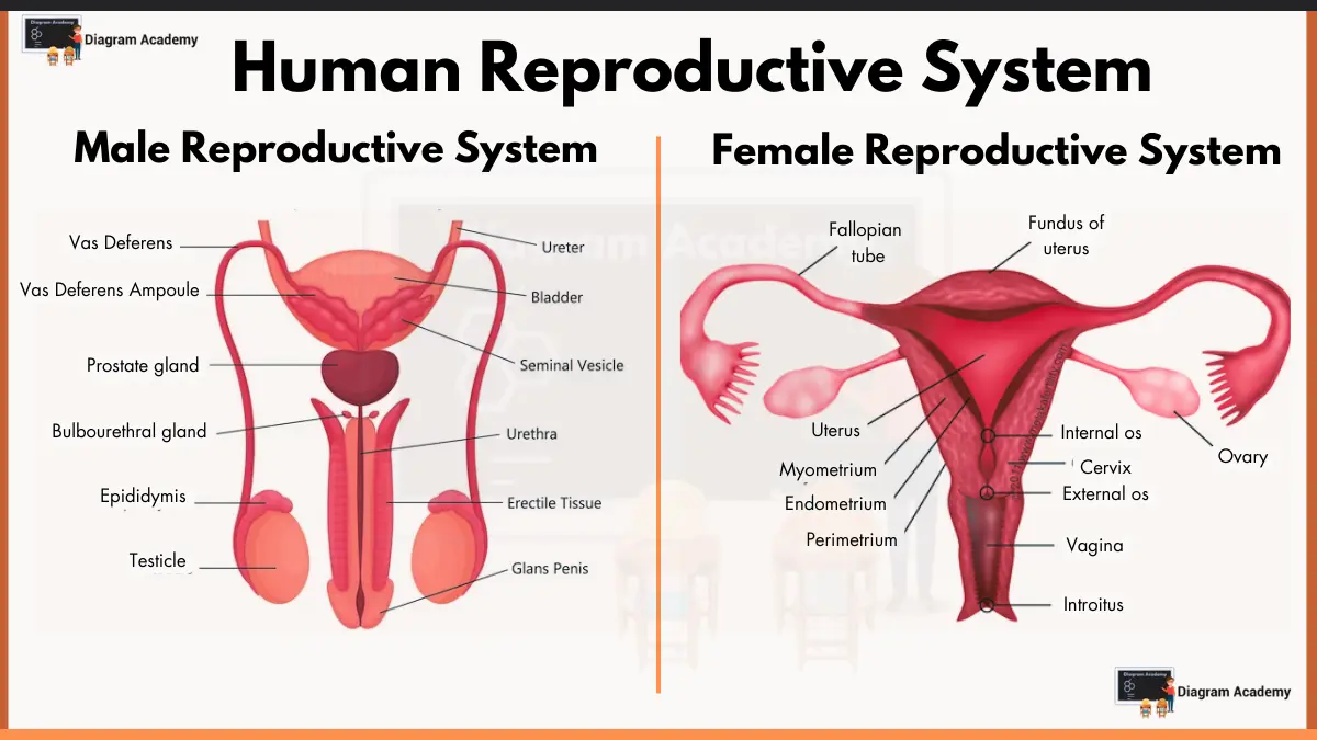 Image showing diagram of human reproductive system