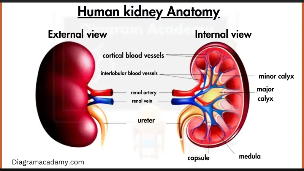 Image showing Human Kidney Anatomy Diagram with labels