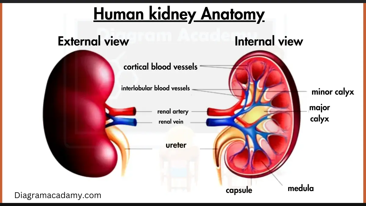 Image showing Human Kidney Anatomy Diagram