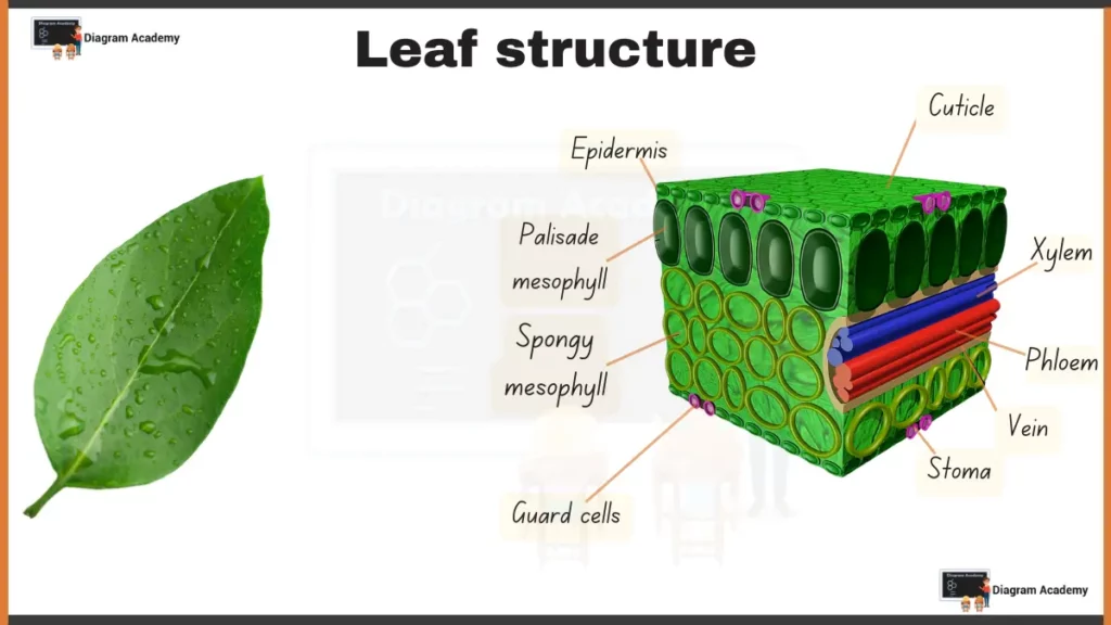 Image showing Diagram of Leaf Anatomy