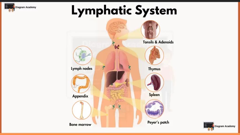 Image showing Human Lymphatic System Diagram