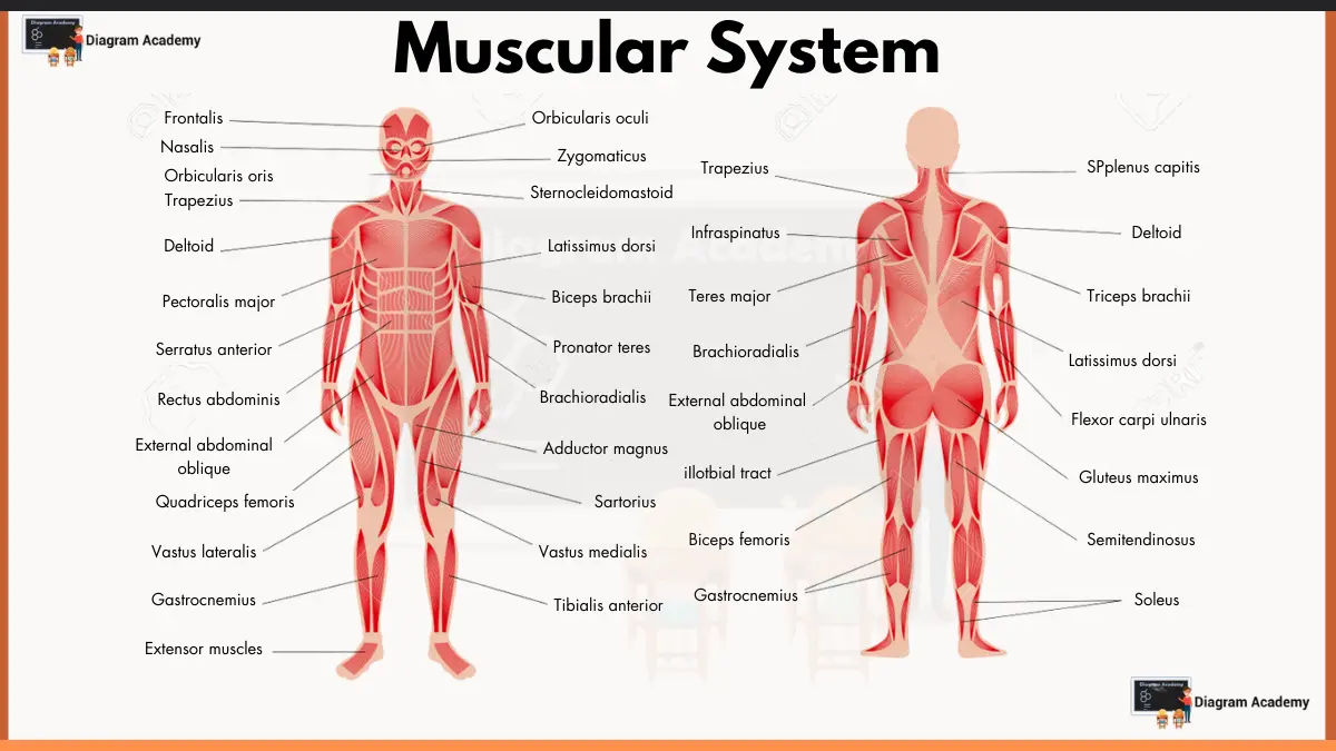 Image showing Human Muscular System Diagram