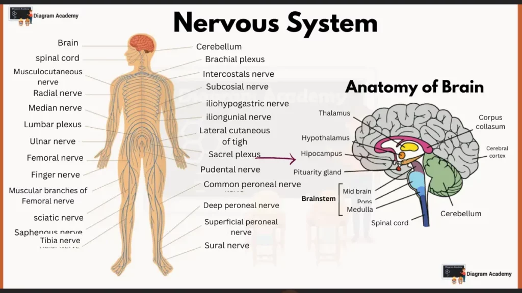 Image showing Nervous System Diagram