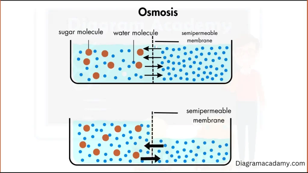 Image showing Osmosis Diagram with Explanation