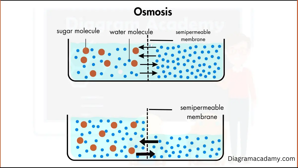 Osmosis Diagram with Explanation