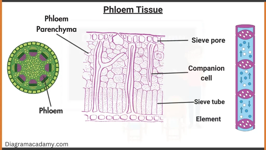 image showing Phloem Tissue Diagram with labels