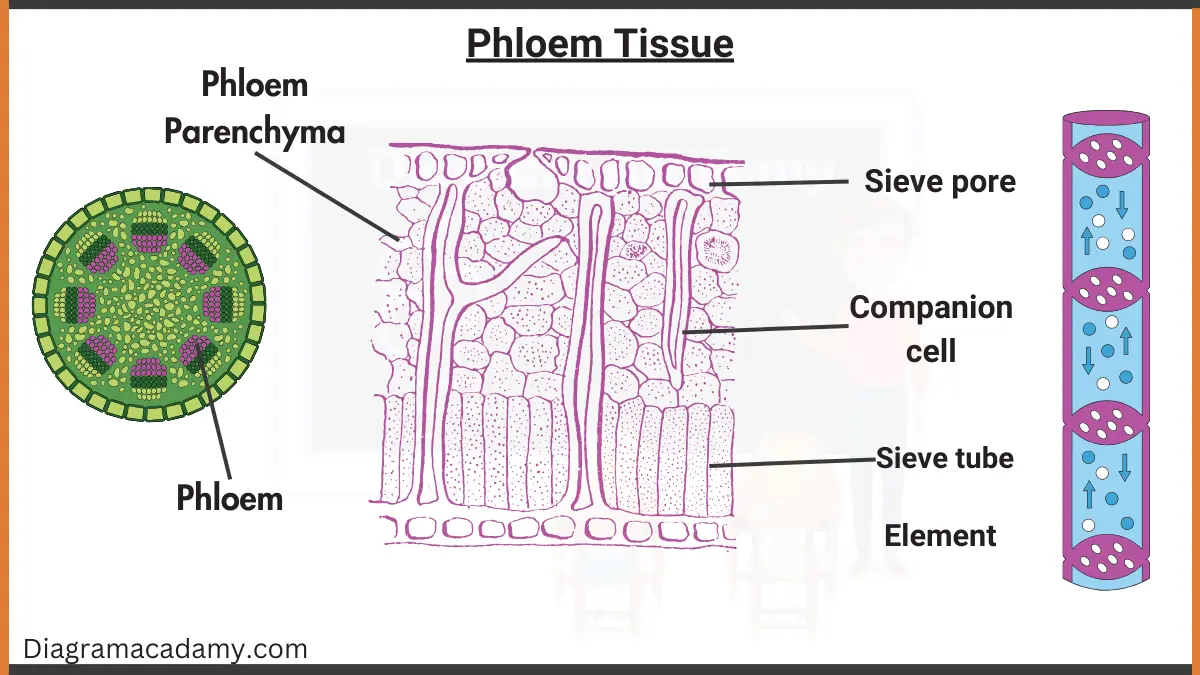 Image showing phloem tissue diagram