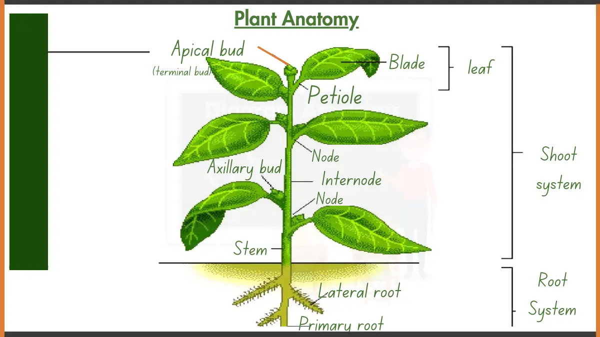 Image showing diagram of plant anatomy