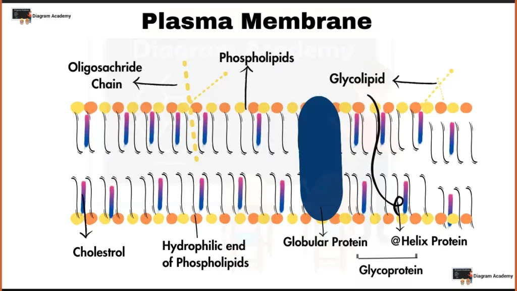 Image showing Plasma Membrane Diagram with Labells