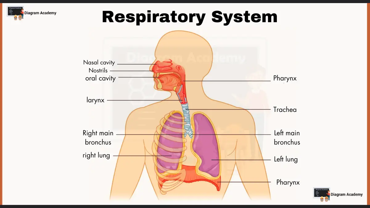 diagram of respiratory system in human body