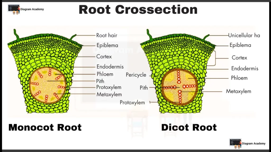 Image showing Diagram of Root Cross section 