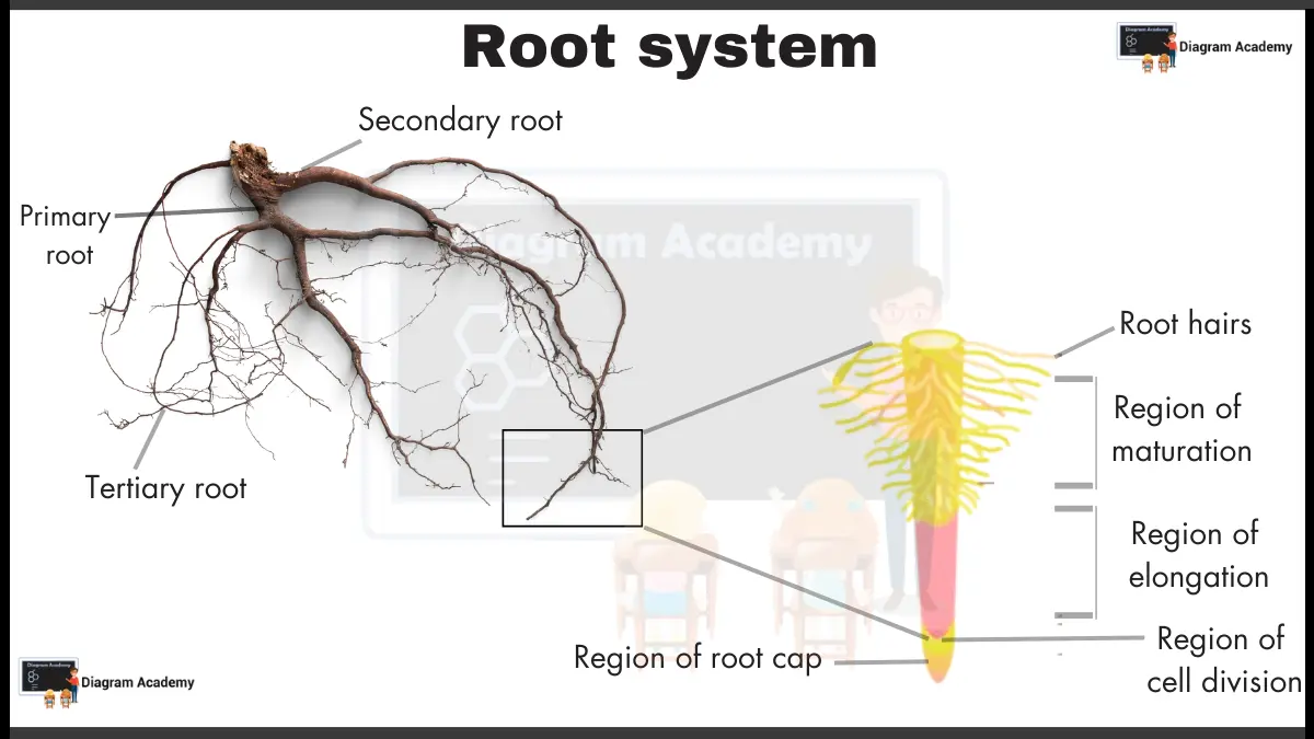 Image showing root system diagram