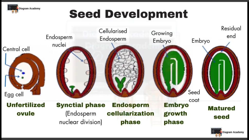 Image showing Seed Development Diagram, Development of seed diagram with label