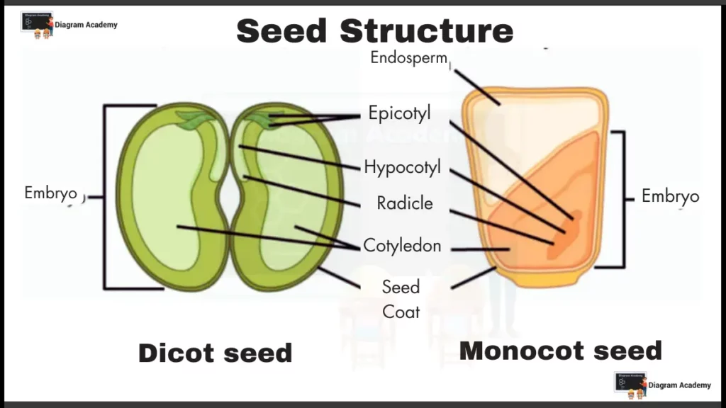 Seed Structure Diagram with Labells (Monocot and Dicot Seed)