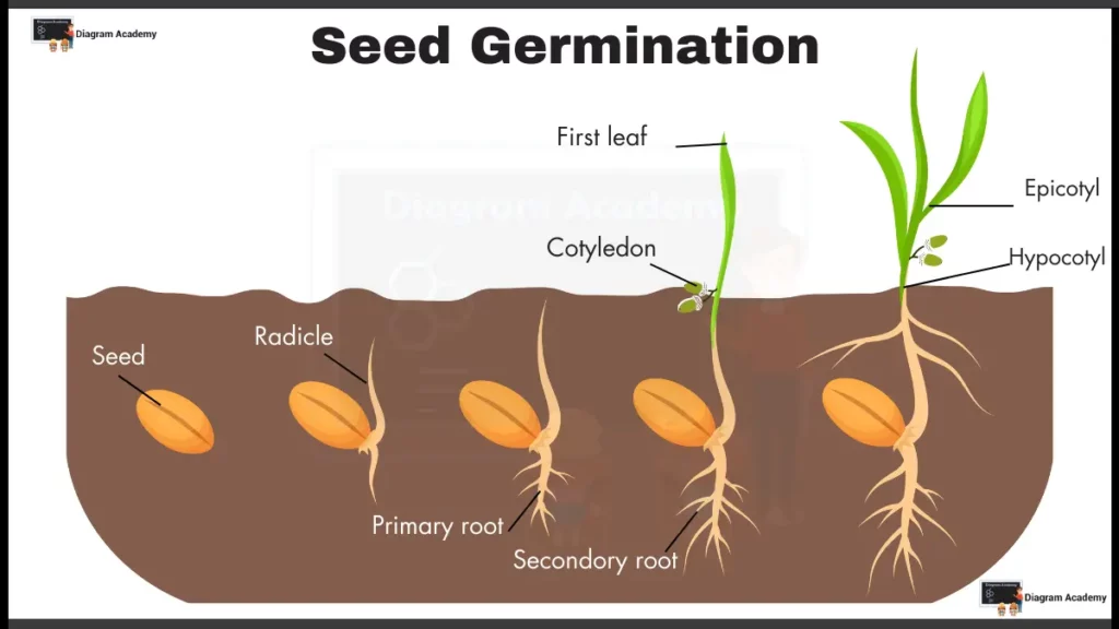 image showing Seed Germination Diagram with Labels