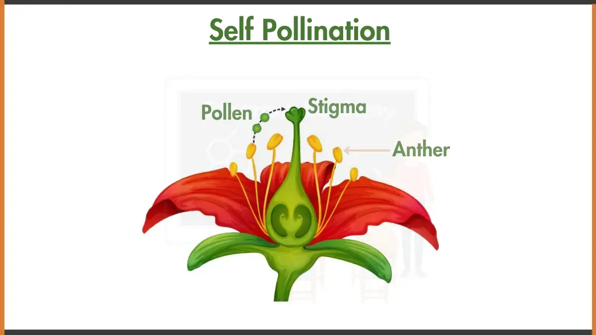 Image showing self pollination Diagram