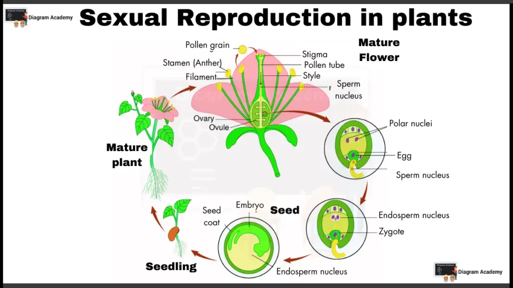 Image showing diagram of sexual reproduction in plants