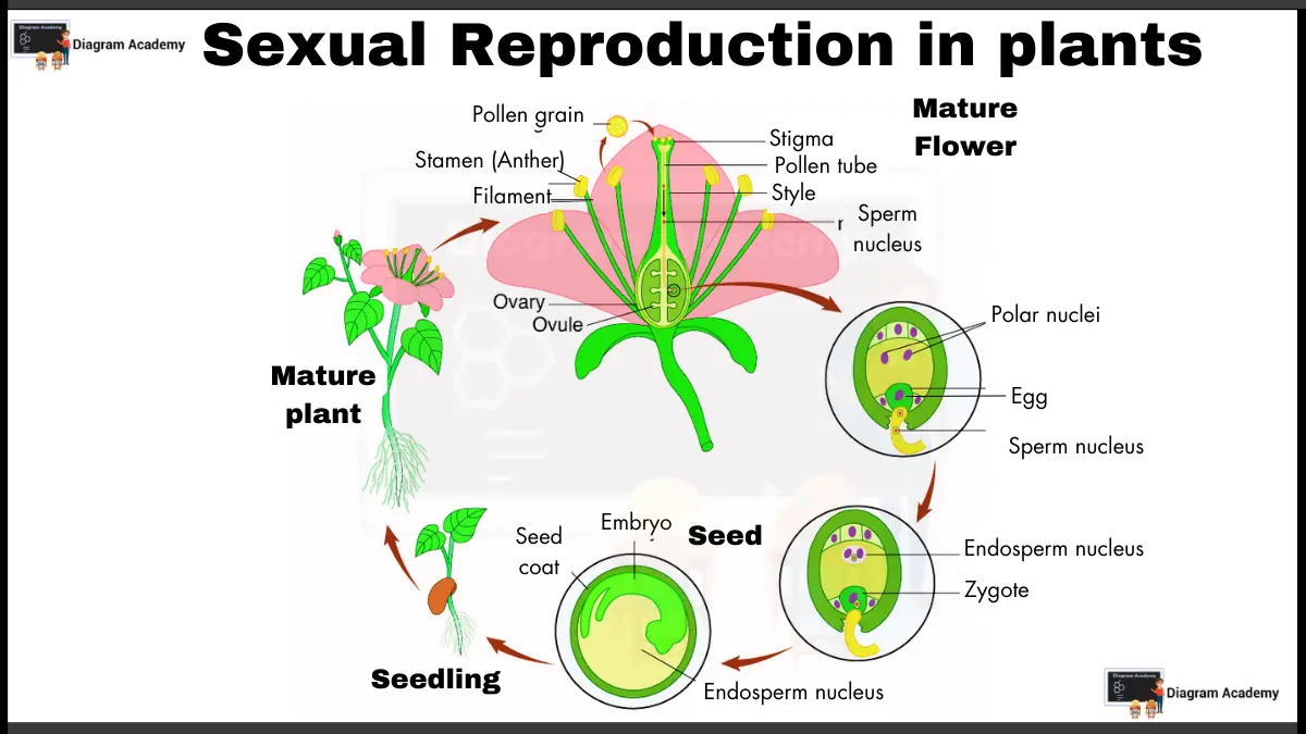 Image showing Diagram of sexual reproduction in plants