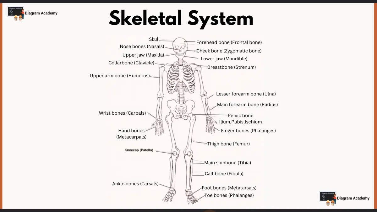 draw the skeletal system of the human body