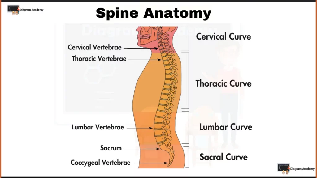 Image showing Human Spine Diagram with Labells