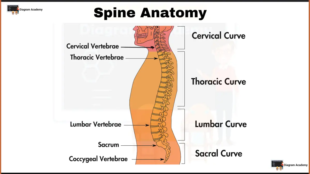 Image showing Human Spine Diagram with Labells