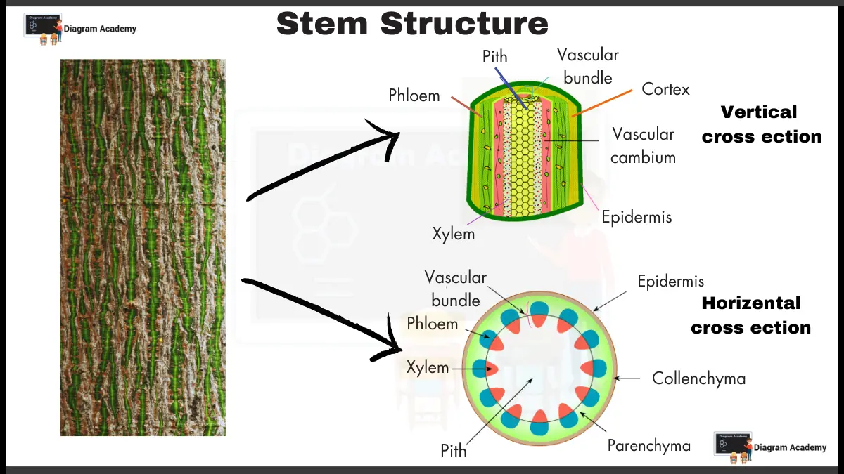 Structure of Stem Diagram with Labells (Vertical & Horizontal Cross ...