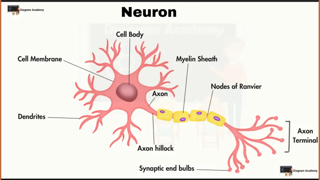 Image showing Structure of Neuron Diagram with Labels