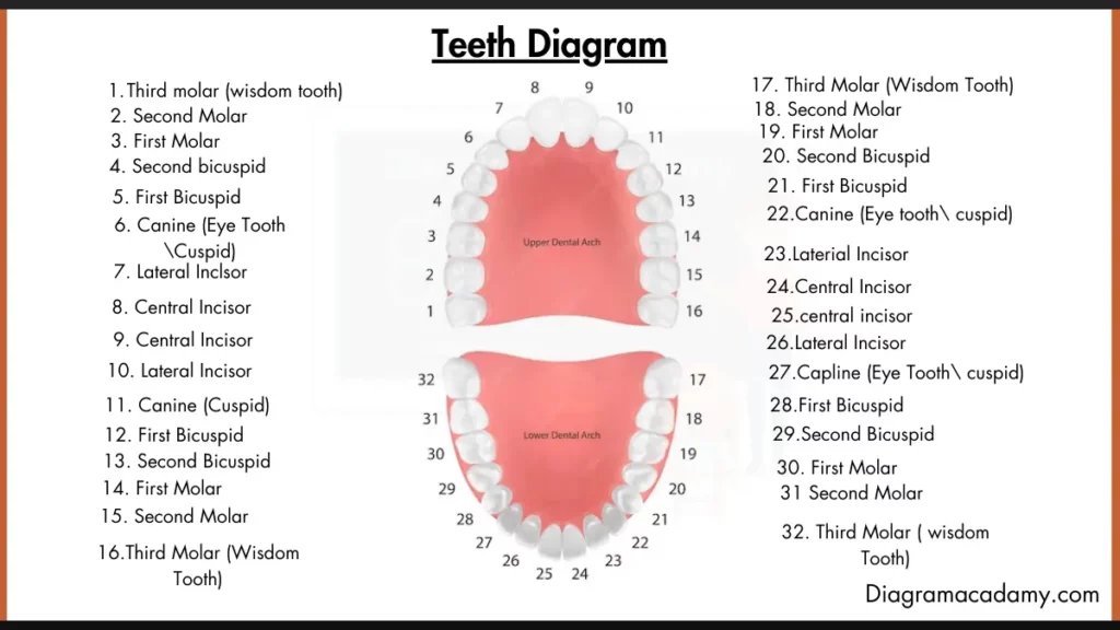 Image showing Teeth Diagram with labels