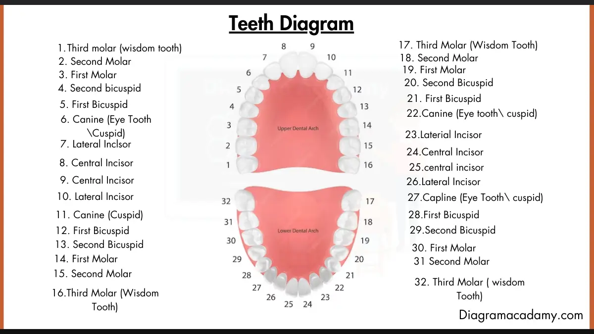 Image showing Diagram of Teeth Anatomy