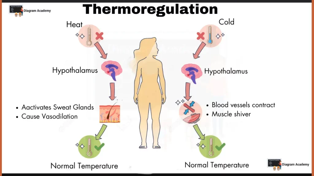 image showing homeostasis thermoregulation diagram 