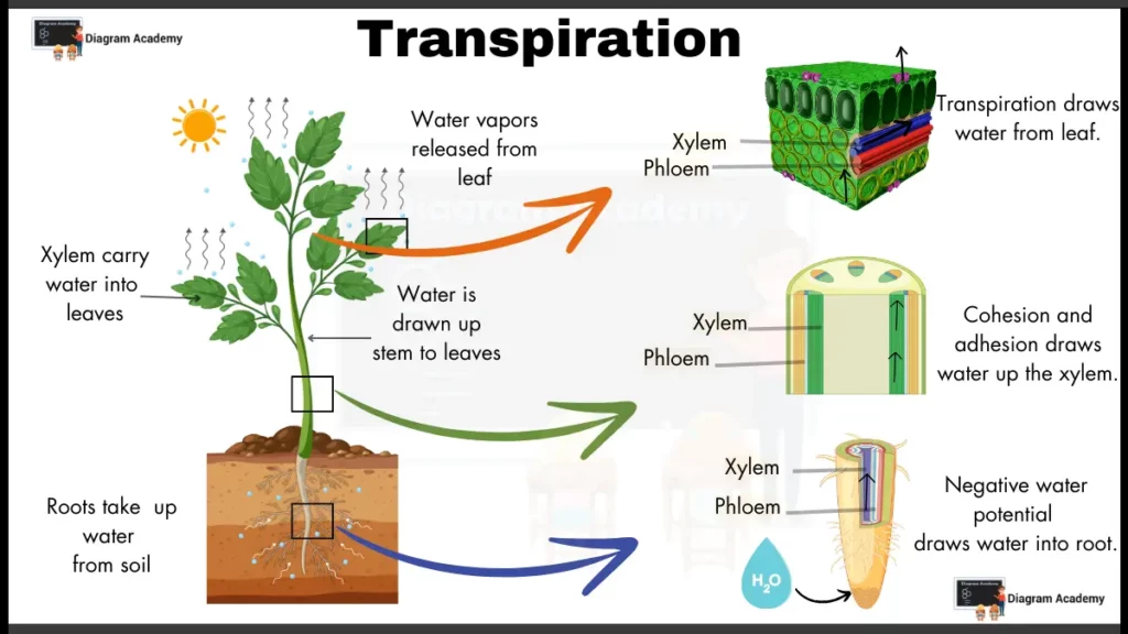 Image showing Transpiration in plants Diagram