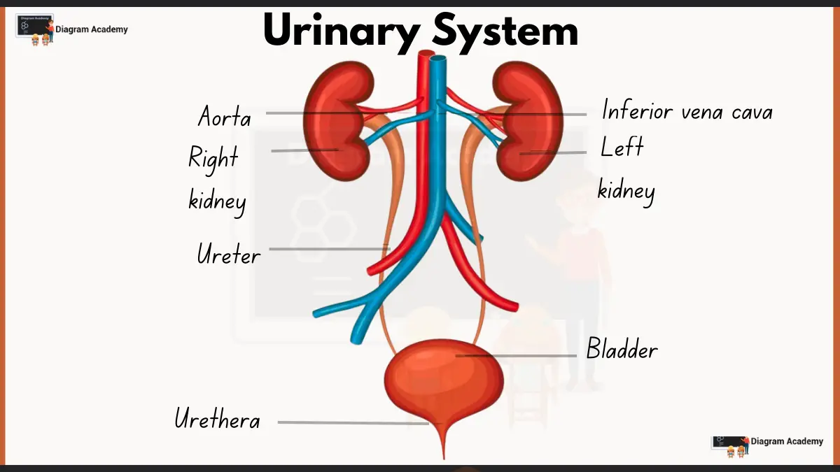 Image showing Human Urinary System Diagram