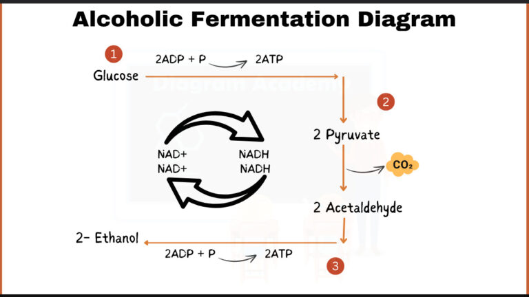 Fermentation Diagram