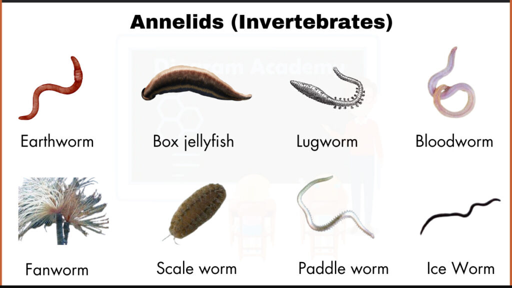 Image showing Bloodworm,Ice Worm,Earthworm,Box jellyfish,Lugworm,Fanworm,Scale worm, and Paddle worm as example of Annelids(invetebrates)