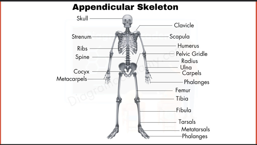 Image showing Appendicular Skeleton Diagram