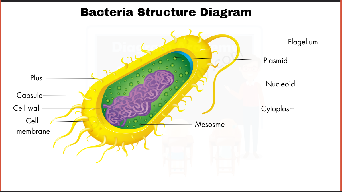 Image showing Bacteria Structure Diagram