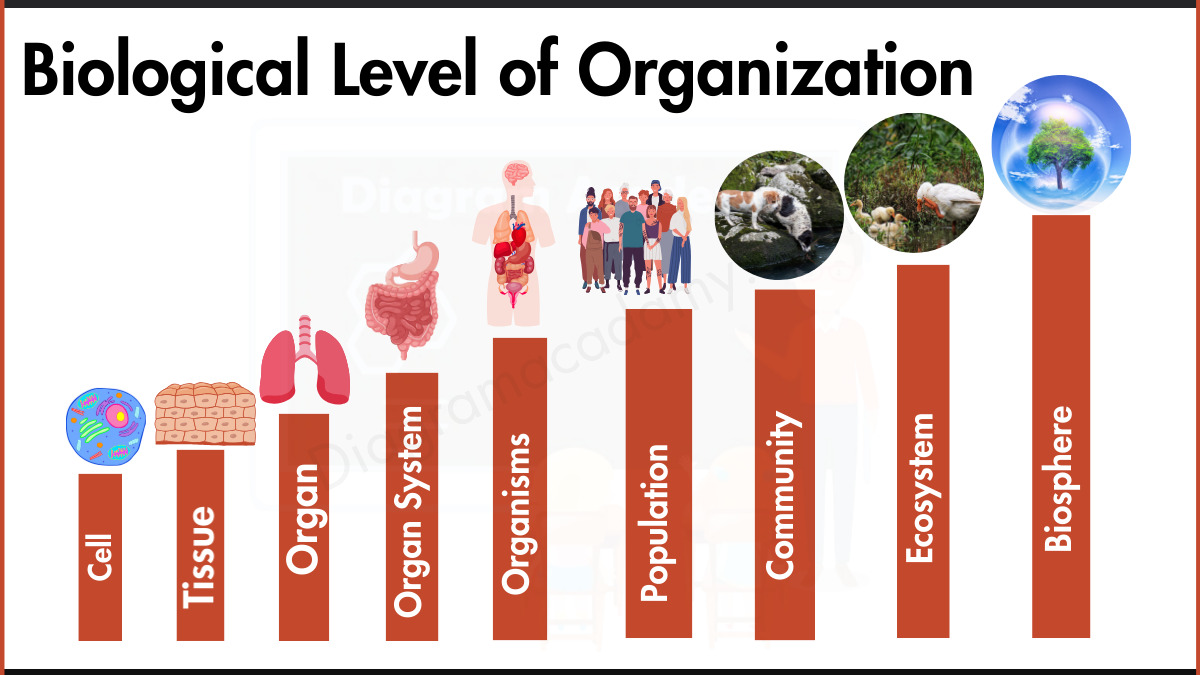 Image showing Levels of Biological Organization Diagram