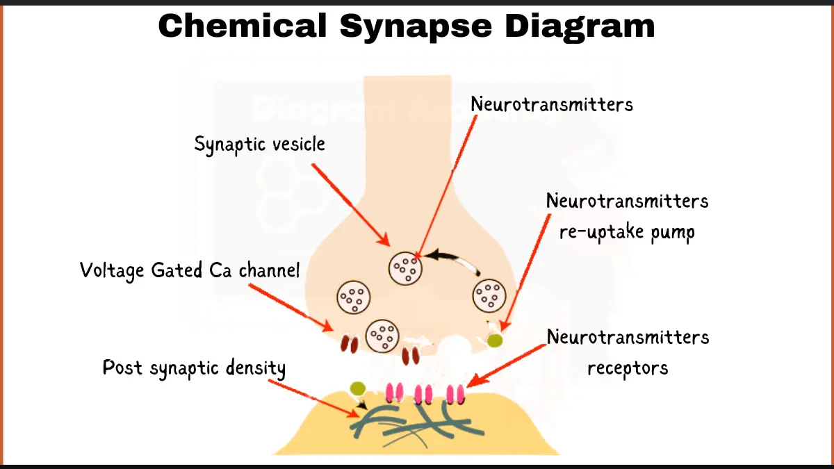 Image showing Chemical Synapse Diagram