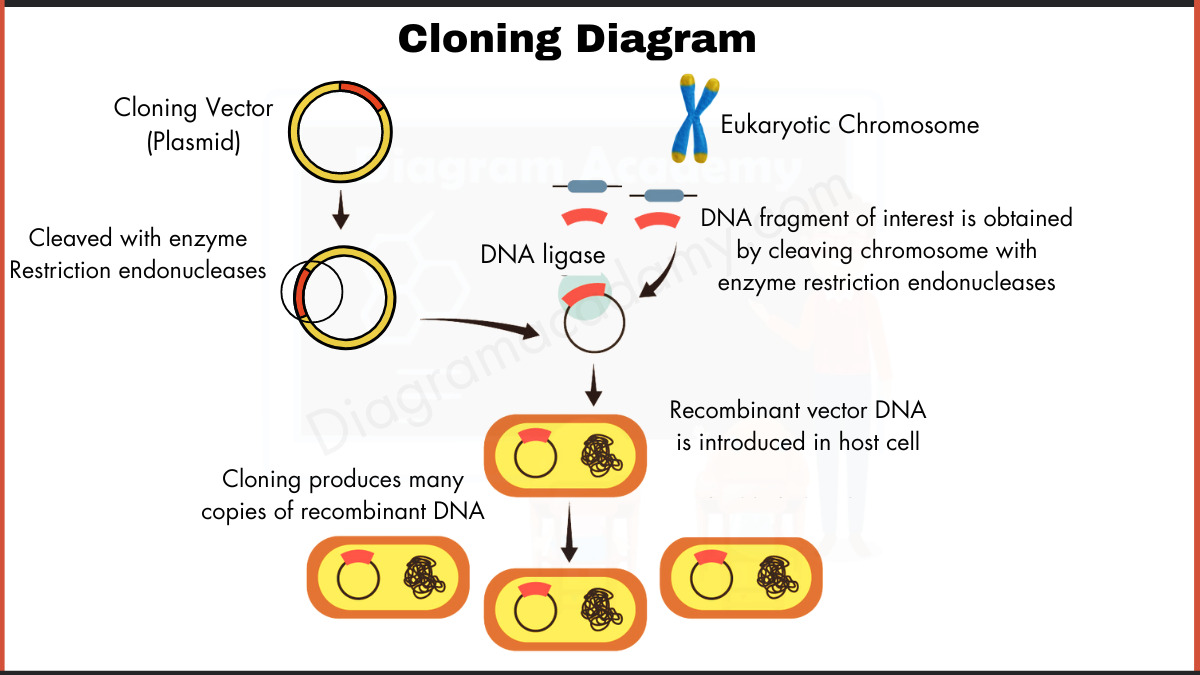 Image showing Learn about the process of cloning using a plasmid and restriction enzymes. Learn how scientists can take a desirable gene from an organism and insert it into a cloning vector, which is then introduced into a host cell to create numerous copies of the gene.