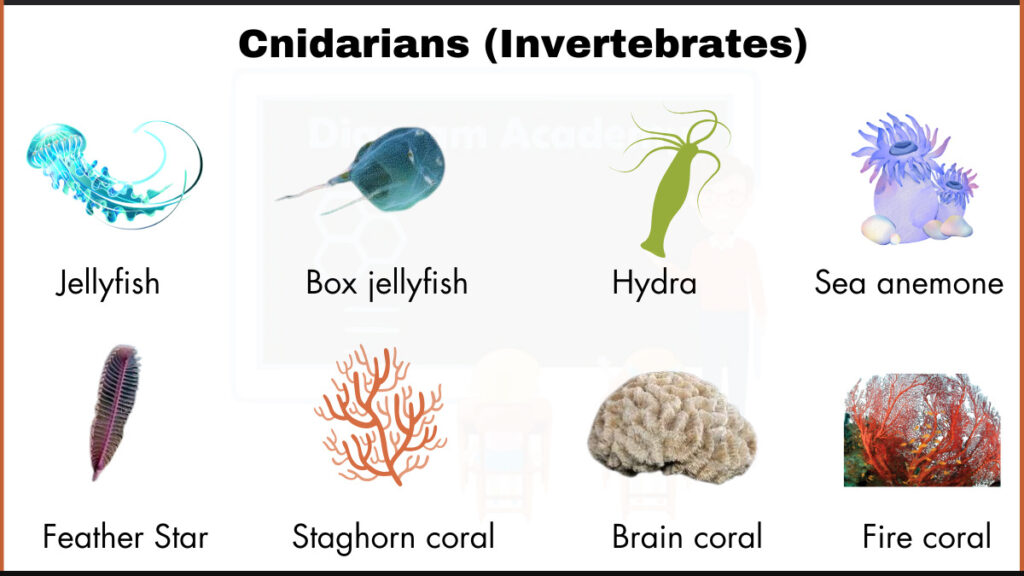 image showing Sea anemone,Fire coral,Jellyfish,Box jellyfish,Hydra,Feather Star,Staghorn coral,Brain coral as an example of cnidarians(invertebrates)