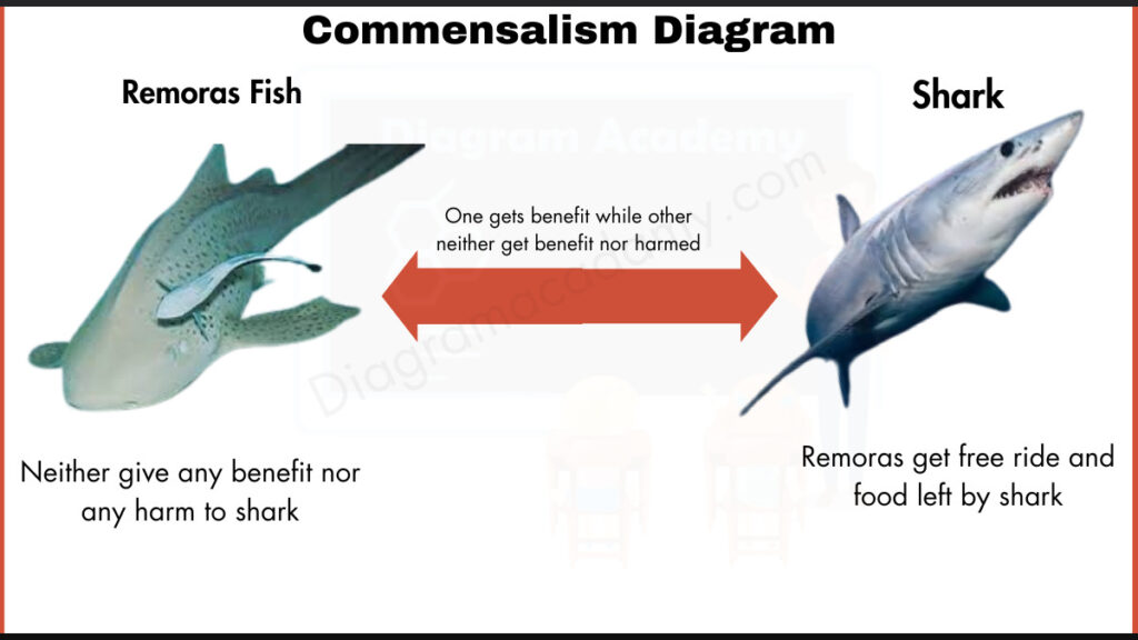 Image showing Commensalism Diagram