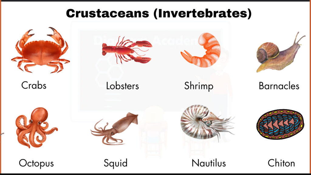 image showing crabs,Barnacles,Chiton,Crabs,Lobsters,Octopus,Squid,Nautilus as example of Crustaceans (invertebrates)