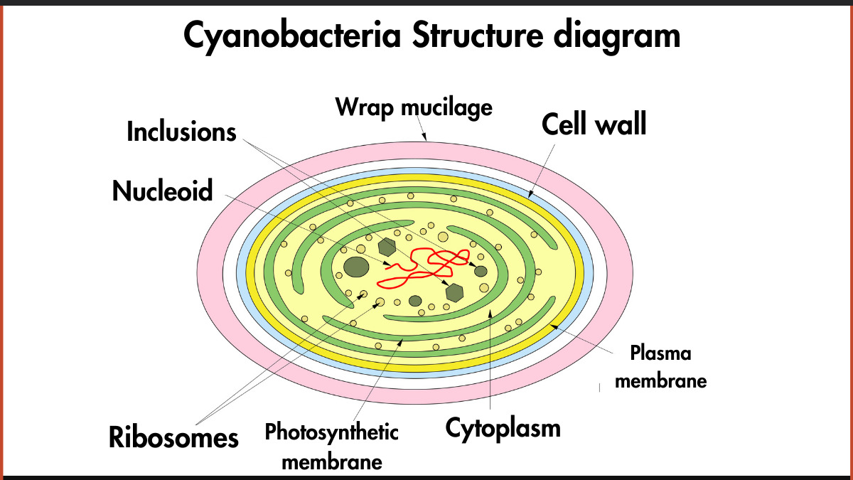 Cyanobacteria Structure Diagram with labels