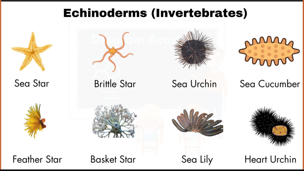 Image showing Sea Cucumber,Heart Urchin,Sea Star,Brittle Star,Sea Urchin,Feather Star,Basket Star, andSea Lily as example of echinoderms (invertebrates)