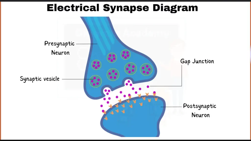 Image showing Electrical Synapse Diagram